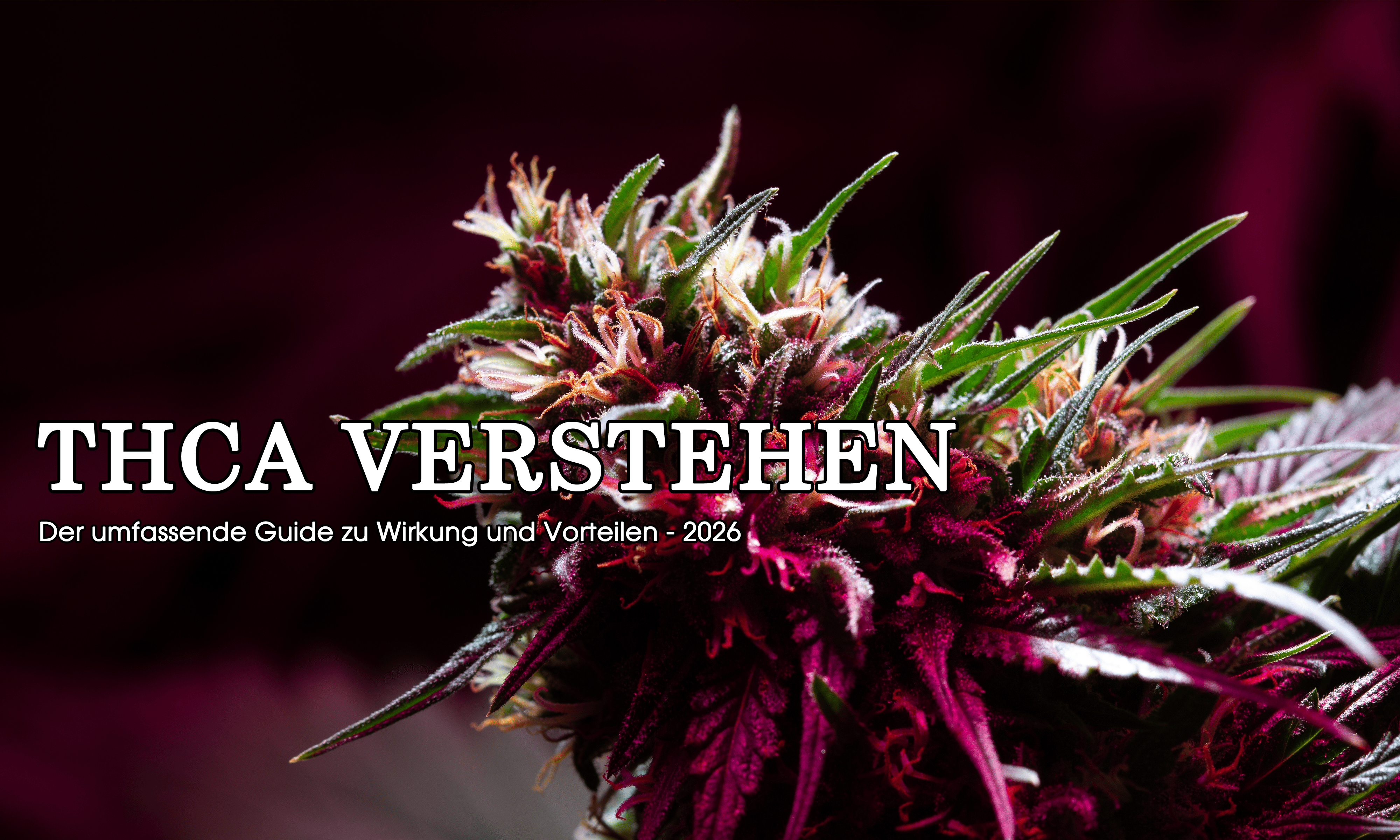 THCA Blüten und Hash von GLAZED® – Wedding Crasher, Zkittles, Afghan Kush und mehr