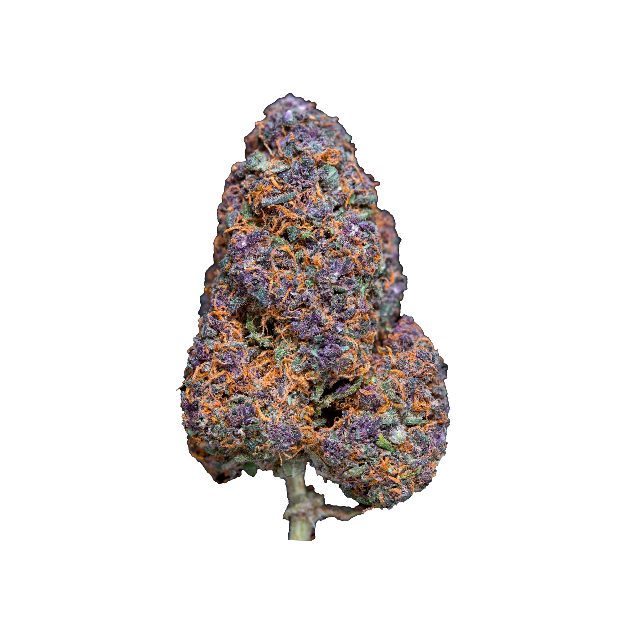 Gorilla Glue kaufen | GLAZED®