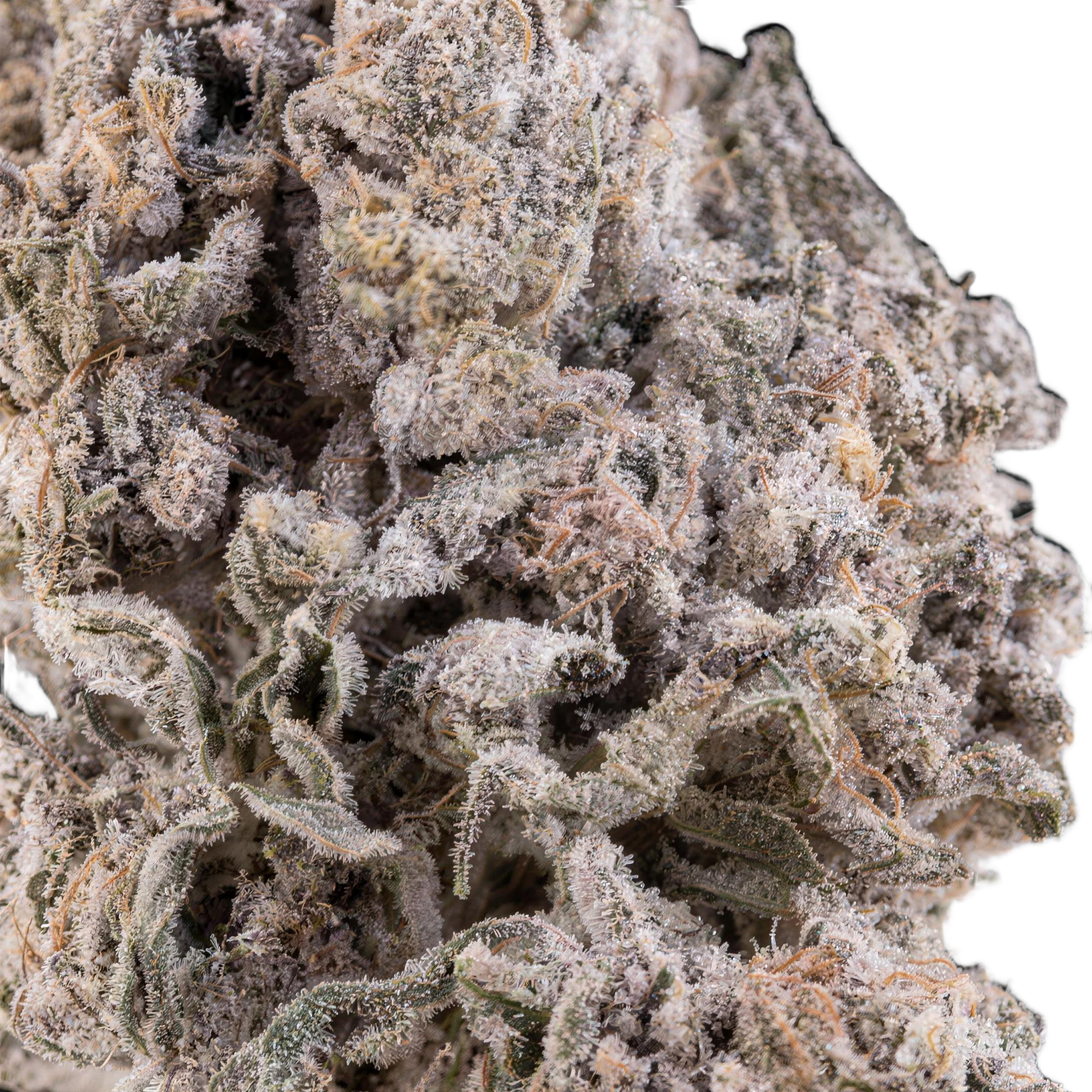 Gipsy Haze THCA Blüten Makro – Trichome & Blütenstruktur | GLAZED®
