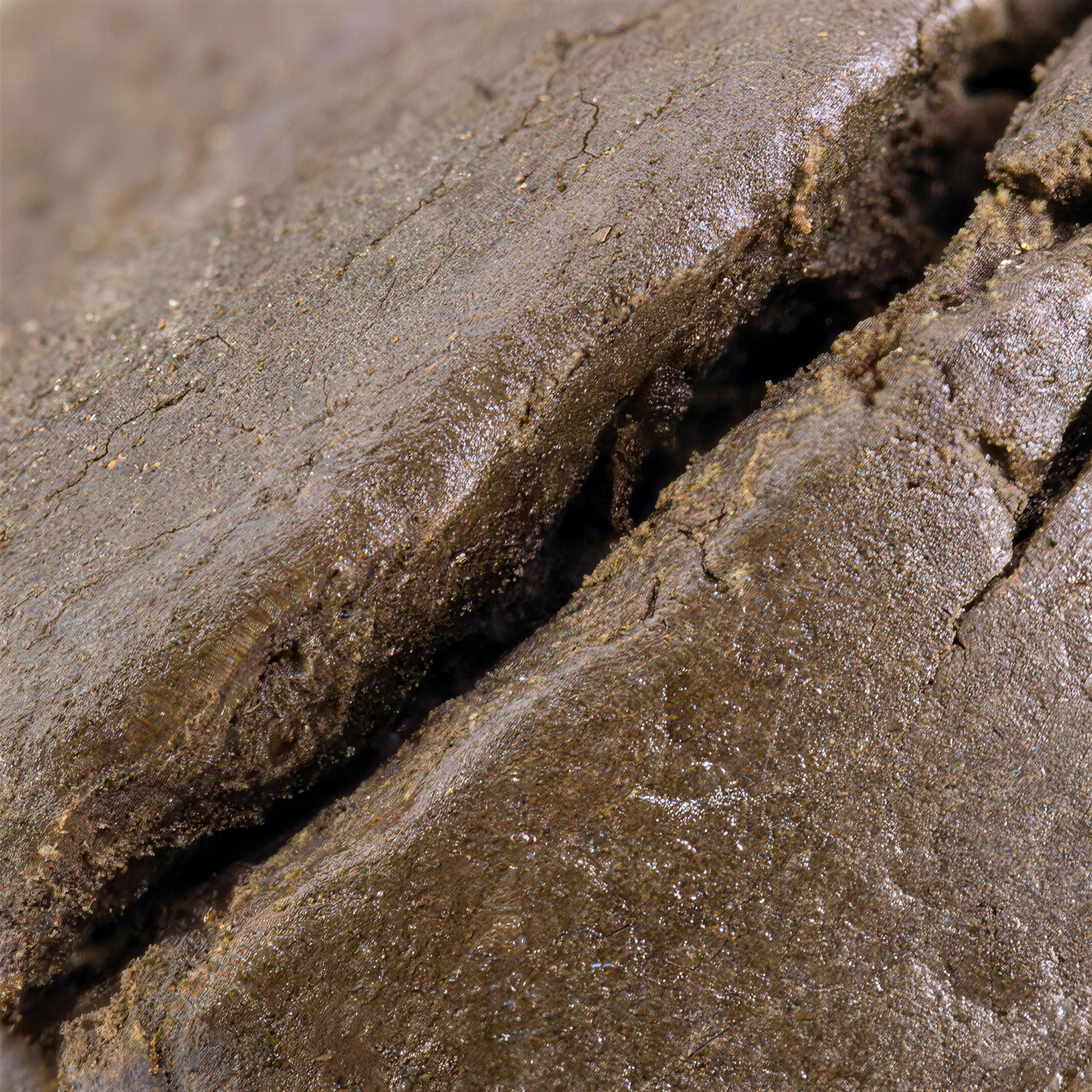 Charas THCA Hash Makro – Textur & Konsistenz | GLAZED®