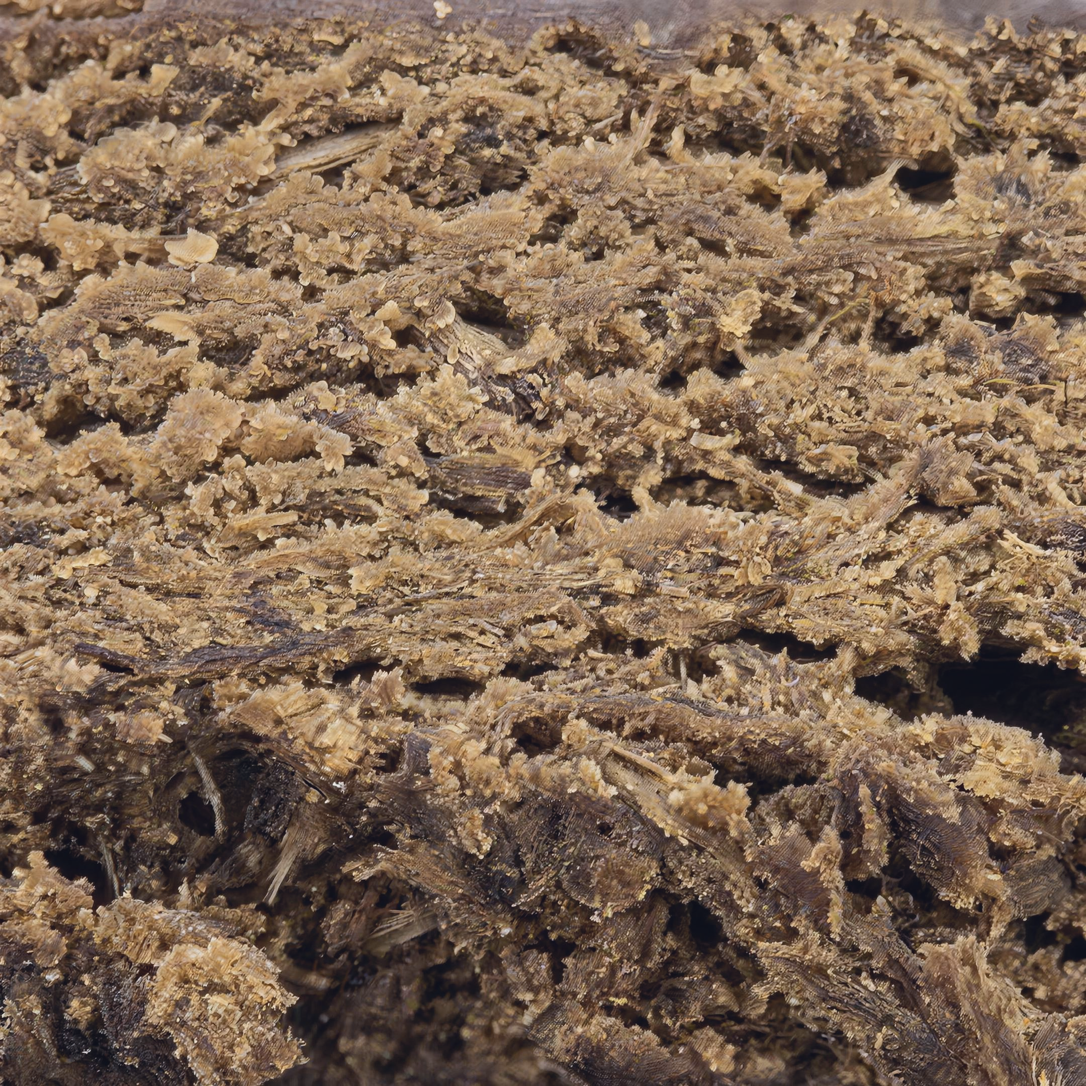 Ketama THCA Hash Makro – Textur & Konsistenz | GLAZED®