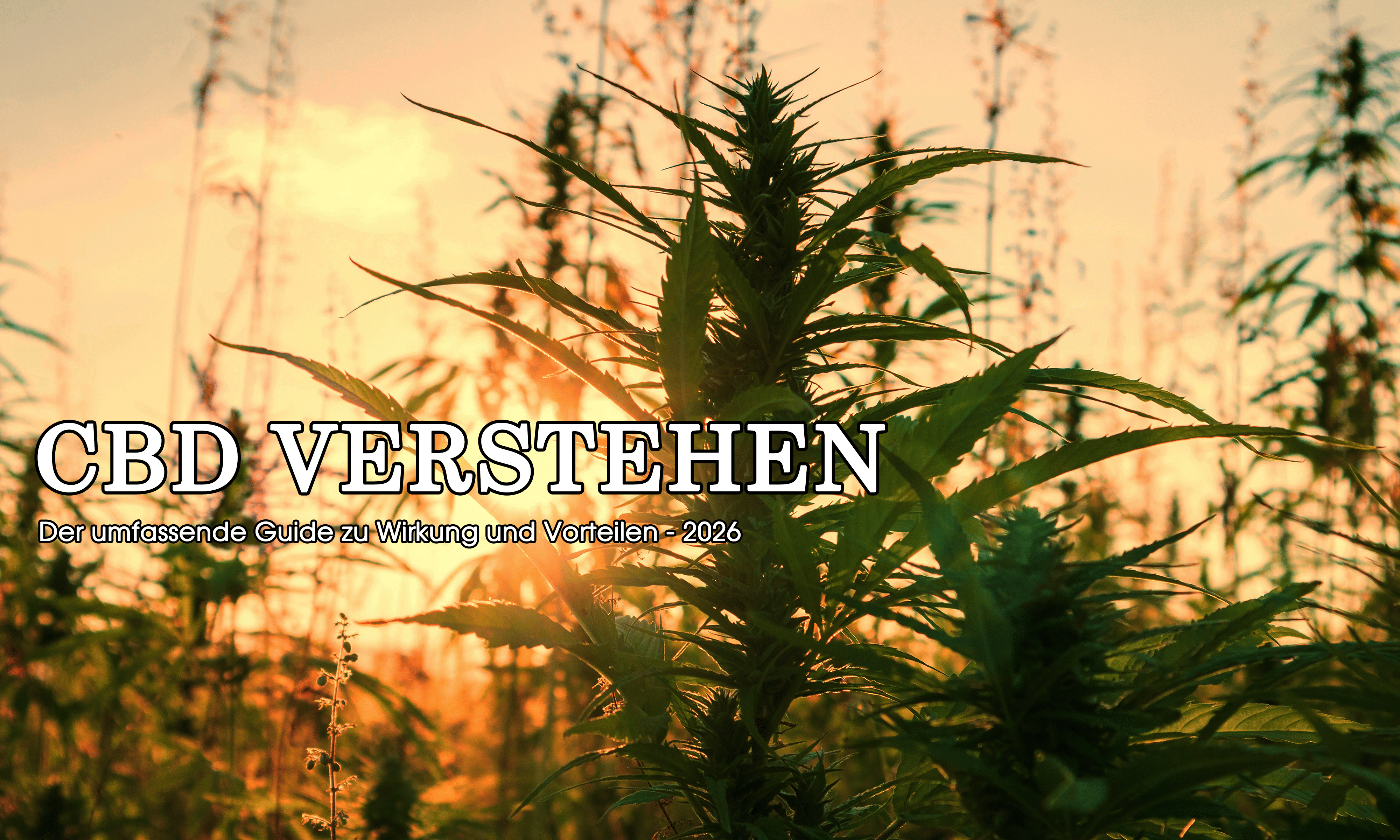 CBD Blüten verschiedener Sorten bei GLAZED® – Blue Nerds, Pineapple Express, Orange Cheddar