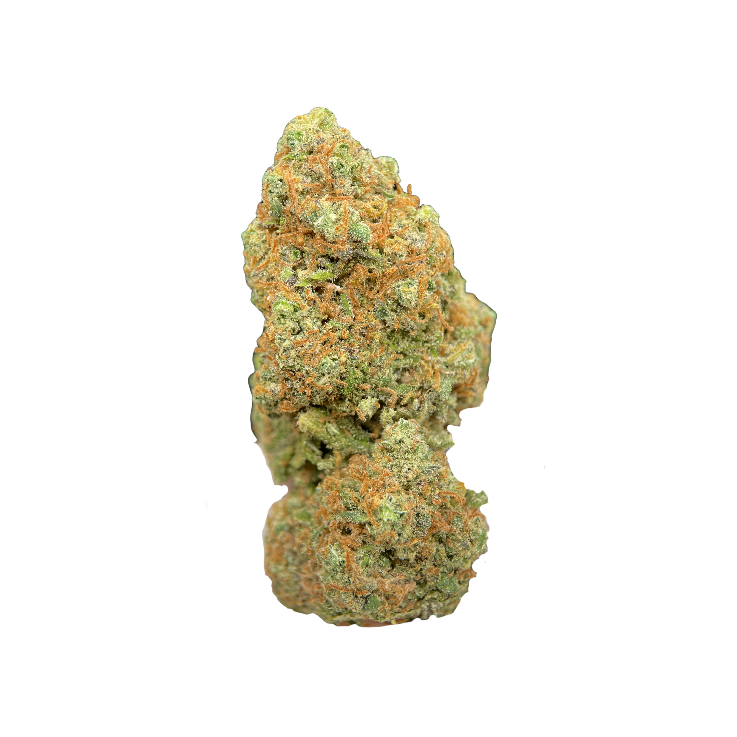 Premium Girl Scout Cookies THCa Cannabis-Blüten präsentiert - Glazed