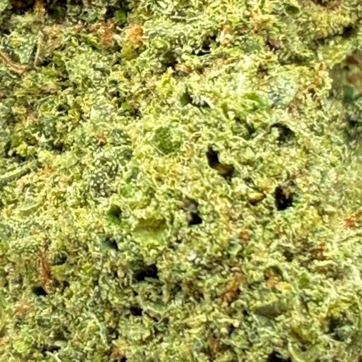 AMNESIA CRYO