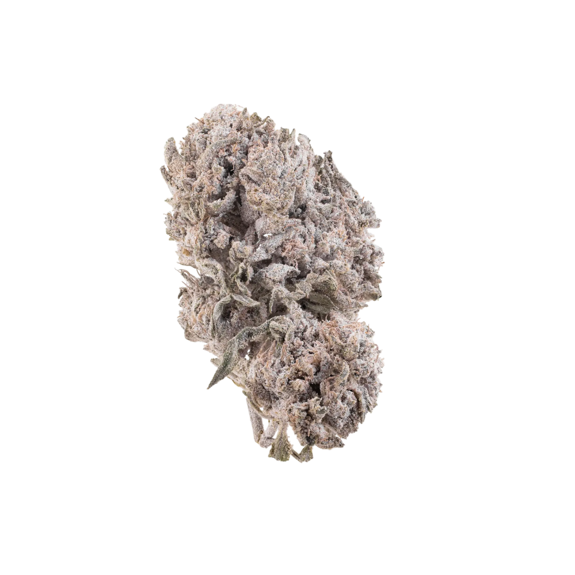 Gipsy Haze kaufen | GLAZED®