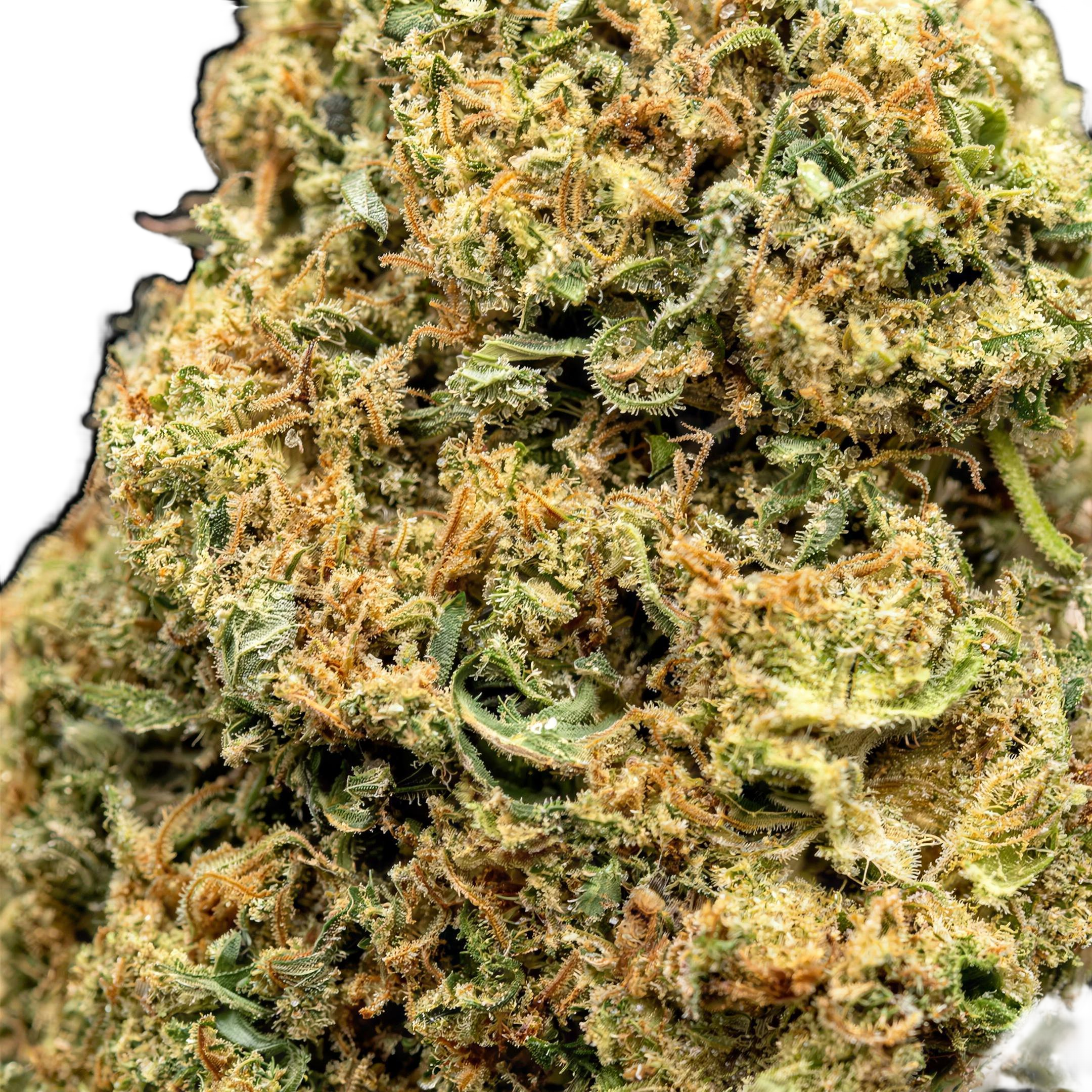 Gorilla Glue THCA Blüten Makro – Trichome & Blütenstruktur | GLAZED®