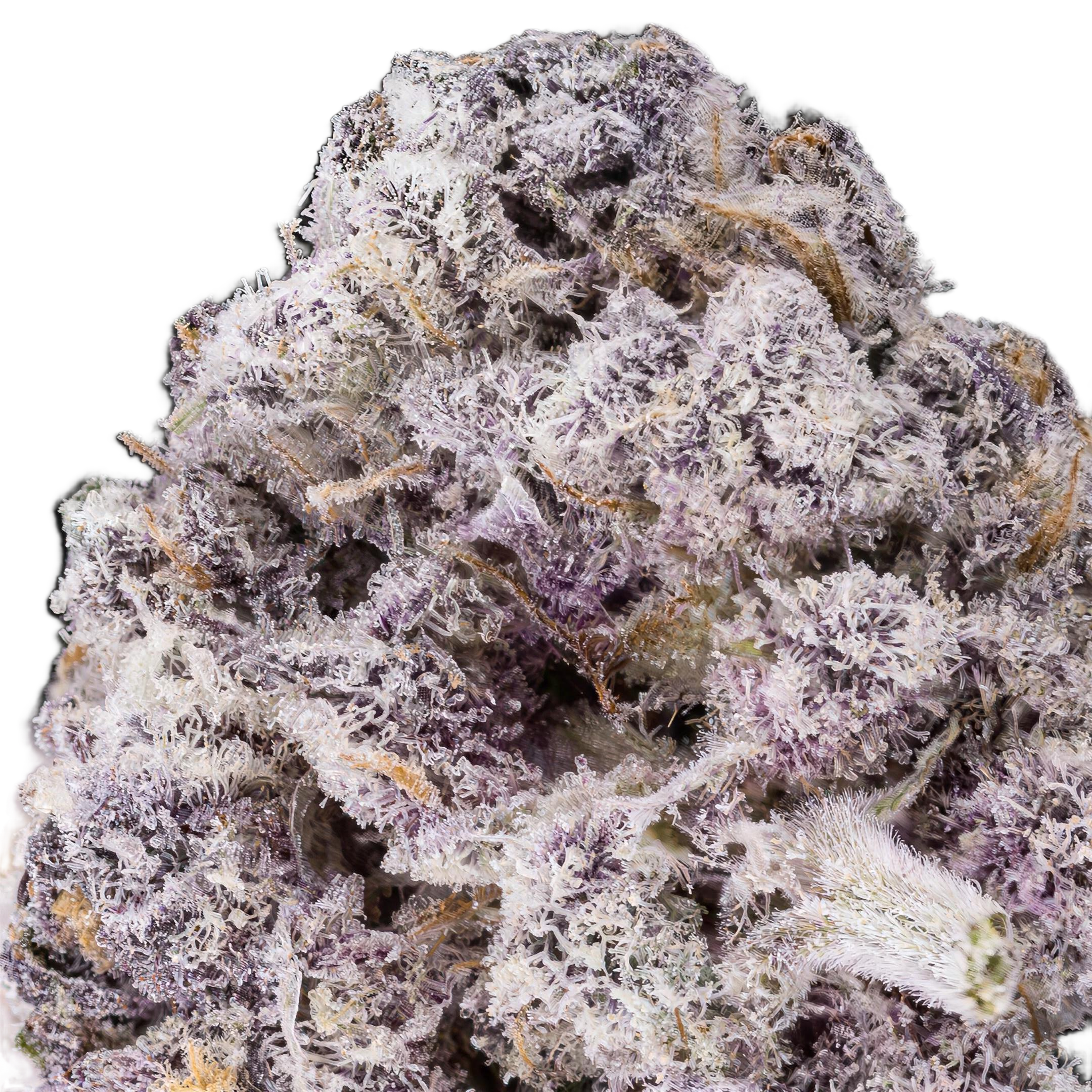 Purple Candy THCA Blüten Makro – Trichome & Blütenstruktur | GLAZED®