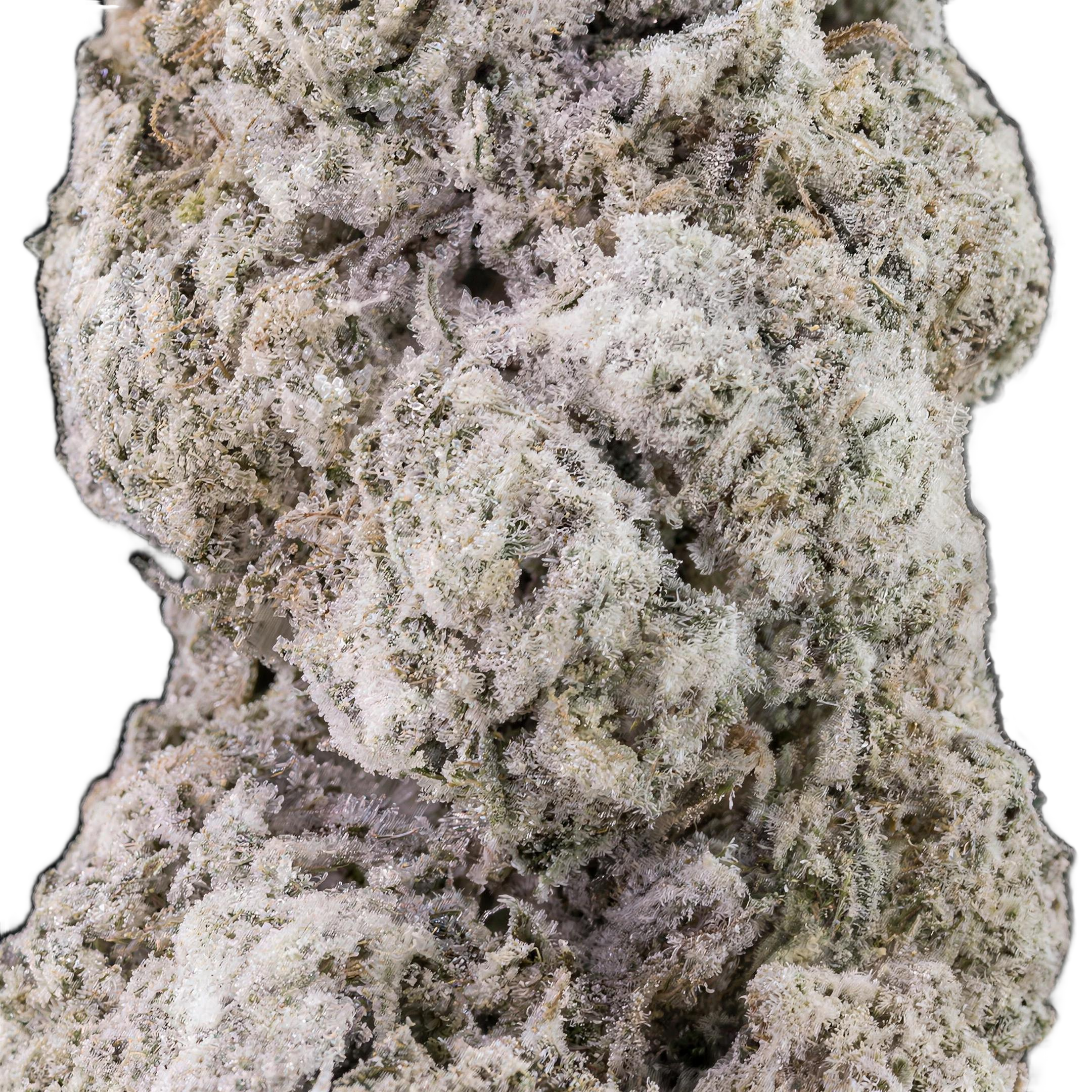 Blackberry Kush THCA Blüten Makro – Trichome & Blütenstruktur | GLAZED®