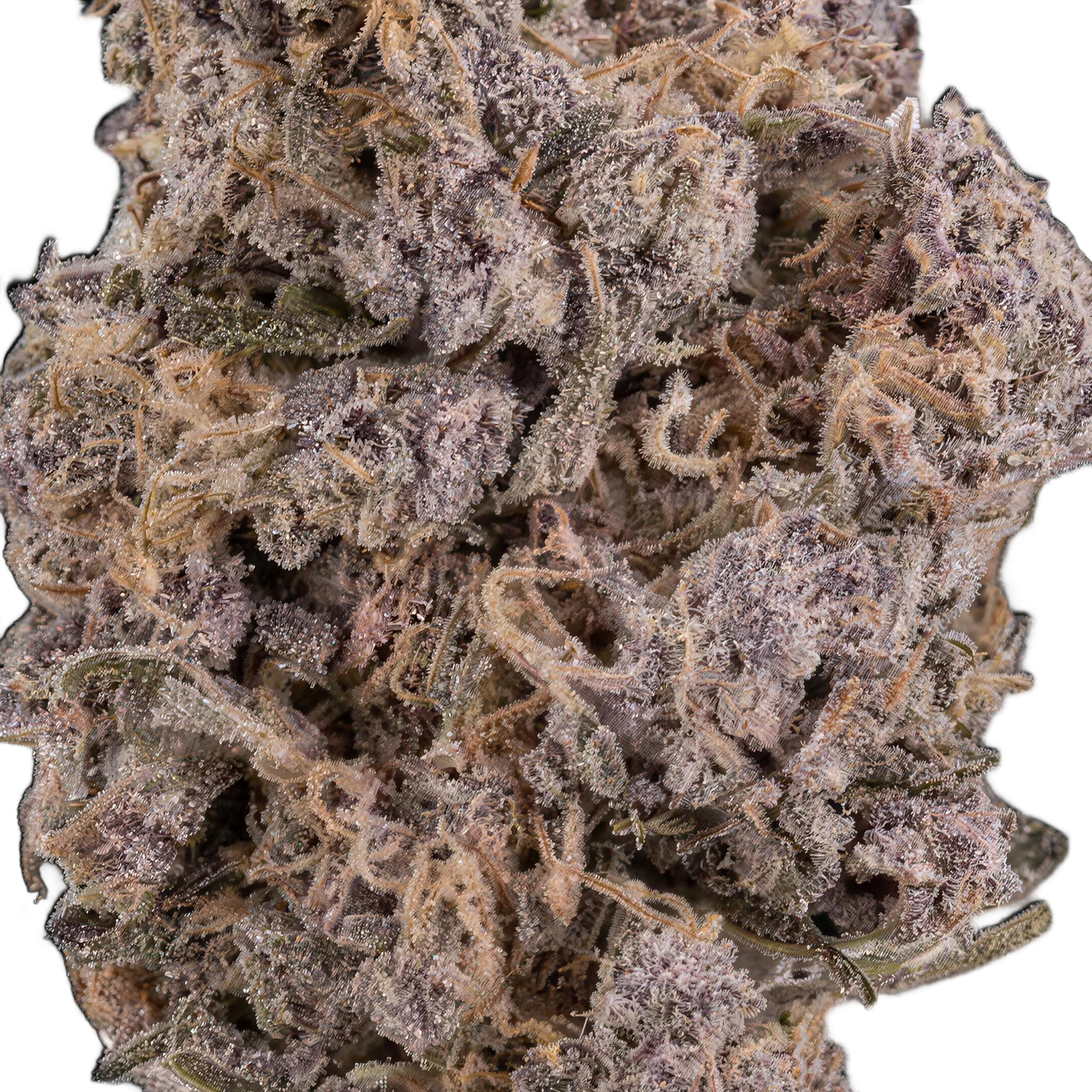Kitty THCA Blüten Makro – Trichome & Blütenstruktur | GLAZED®