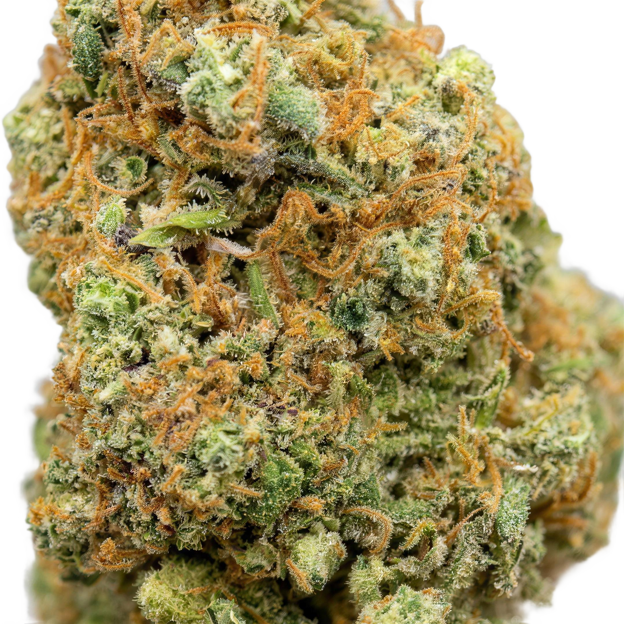 Girl Scout Cookies THCA Blüten Makro – Trichome & Blütenstruktur | GLAZED®
