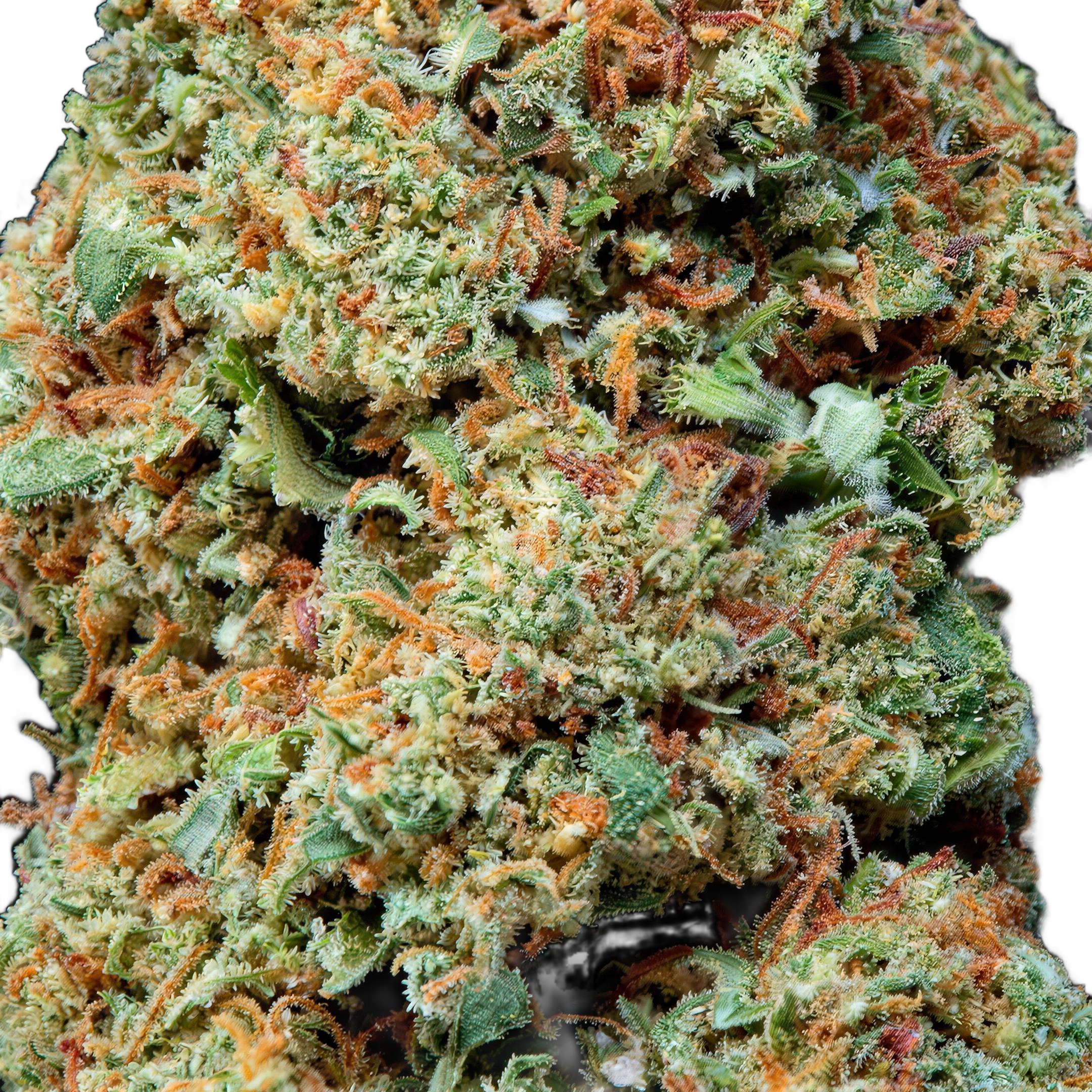 Blueberry Muffin THCA Blüten Makro – Trichome & Blütenstruktur | GLAZED®