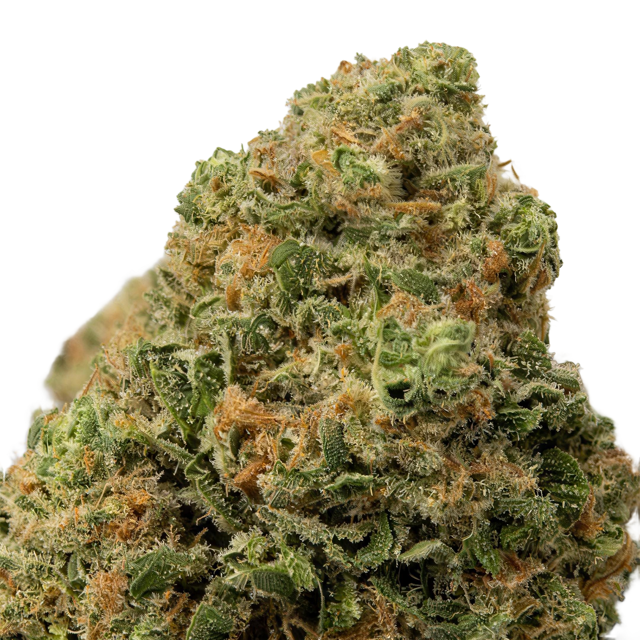 Sunset Sherbet THCA Blüten Makro – Trichome & Blütenstruktur | GLAZED®