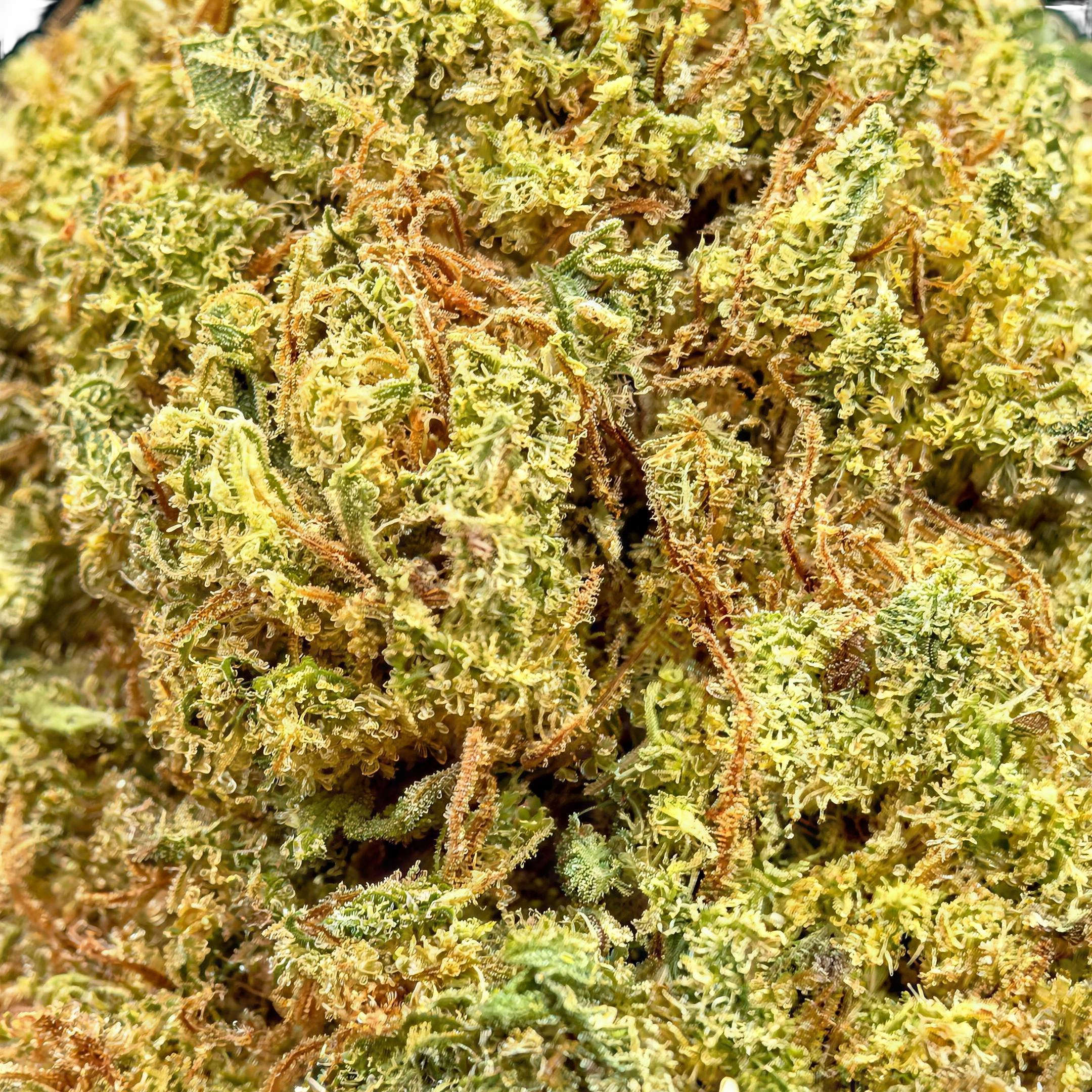 White Widow THCA Blüten Makro – Trichome & Blütenstruktur | GLAZED®