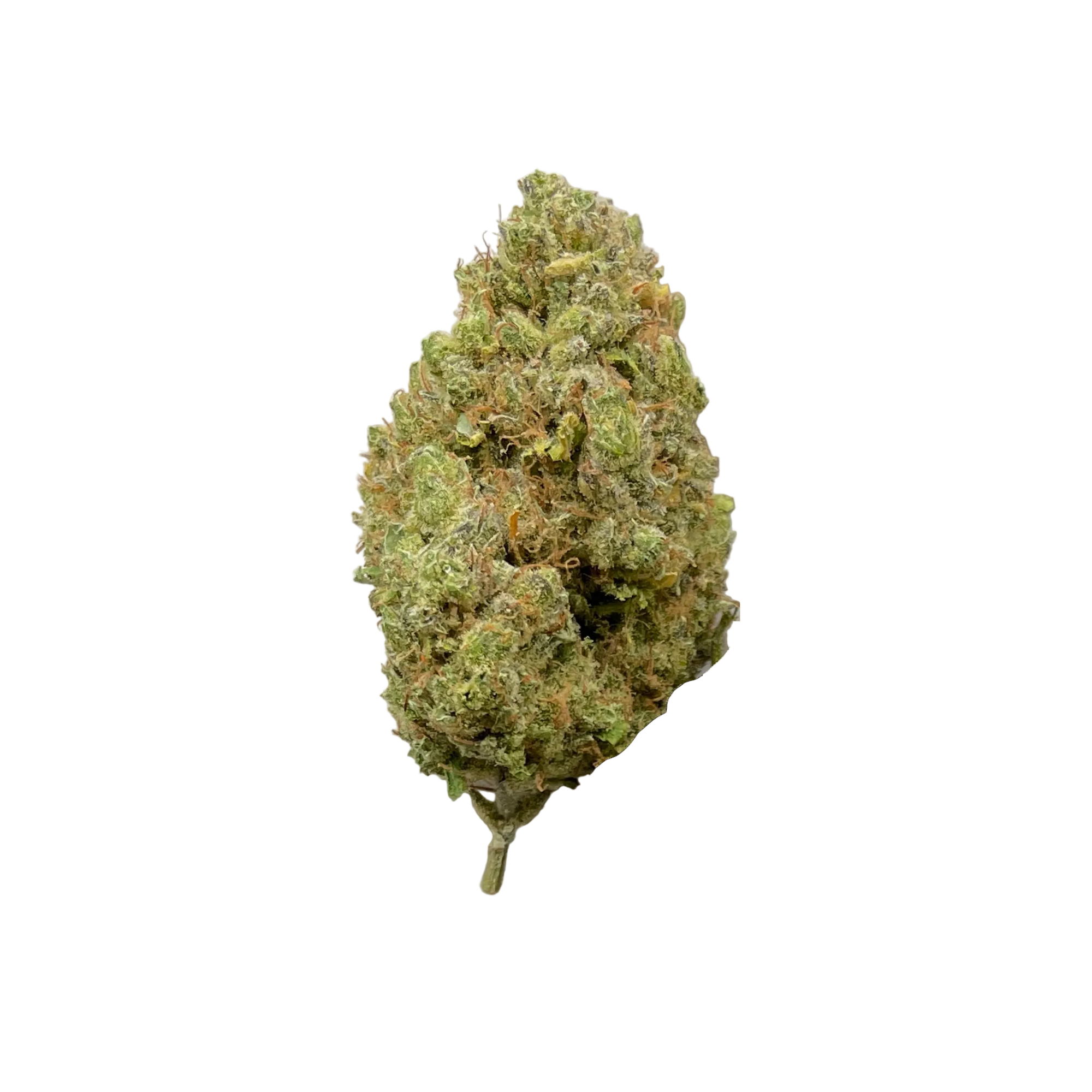 Northern Lights kaufen | GLAZED®